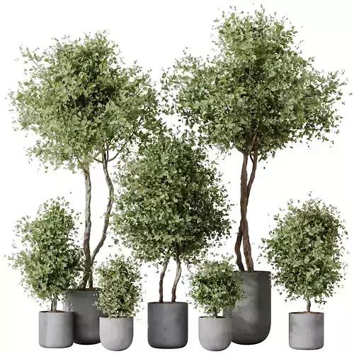 Mission Kalamata Leccino Arbequina Wilsonii Chemlali Olive Set18 3D model