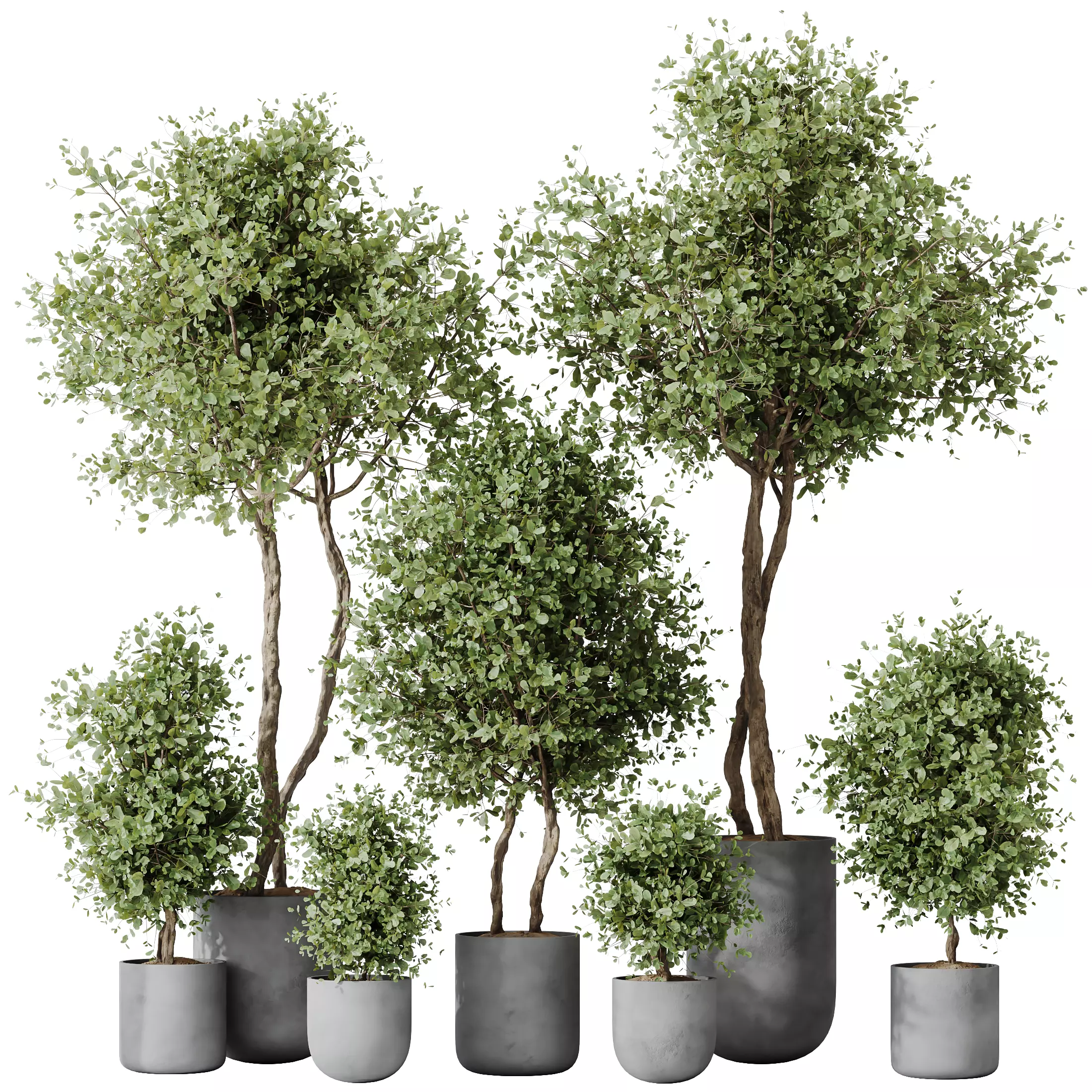 Mission Kalamata Leccino Arbequina Wilsonii Chemlali Olive Set18 3D model