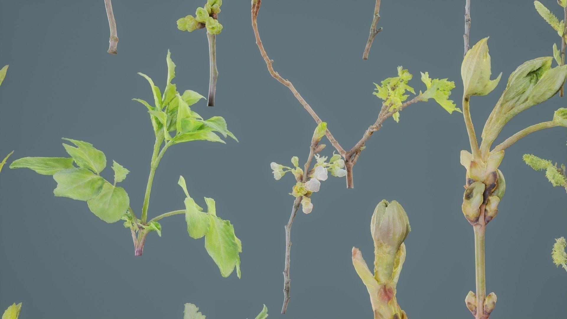 25 Spring Sprouts Low-poly 3D model_4