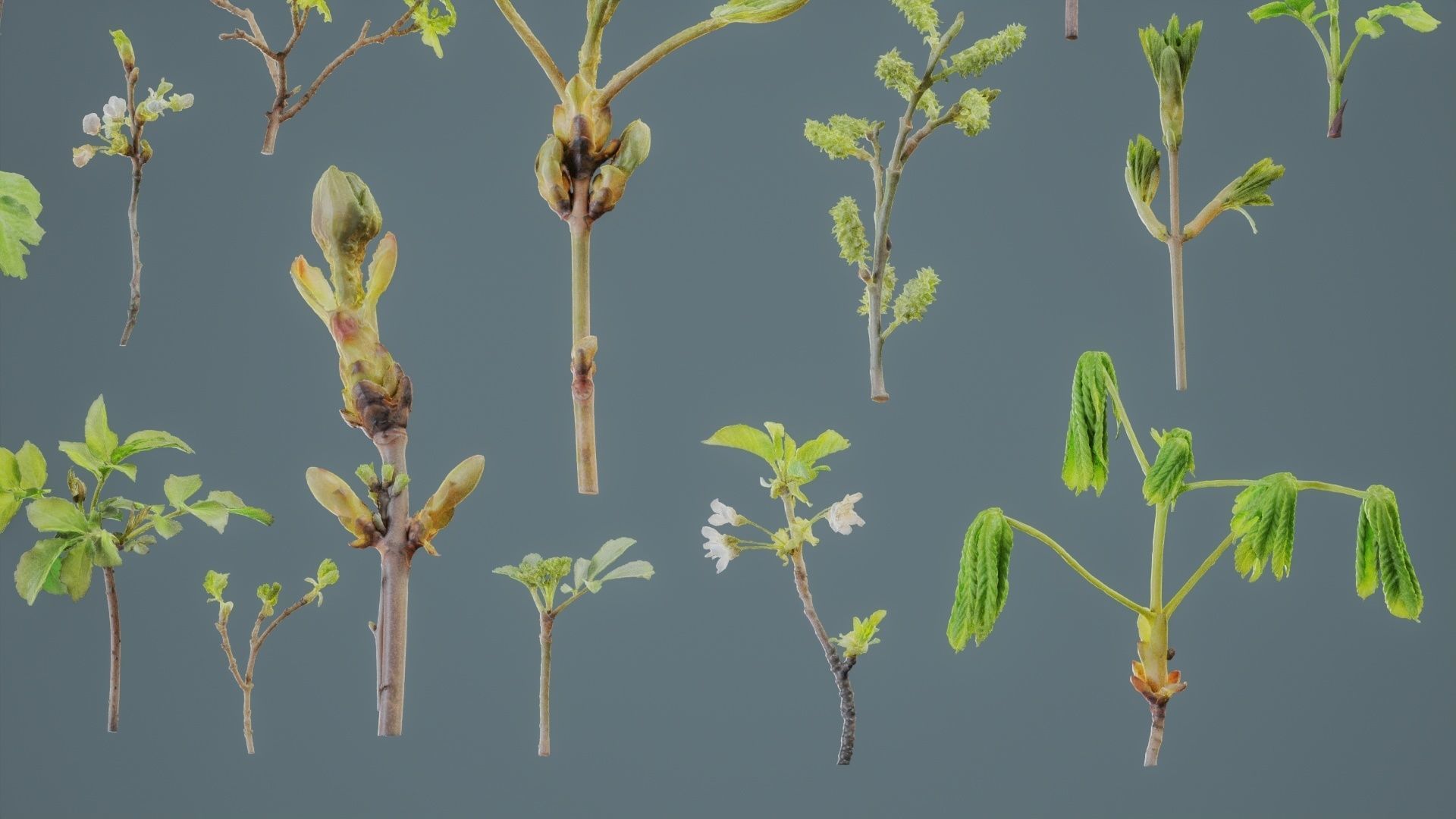 25 Spring Sprouts Low-poly 3D model_7