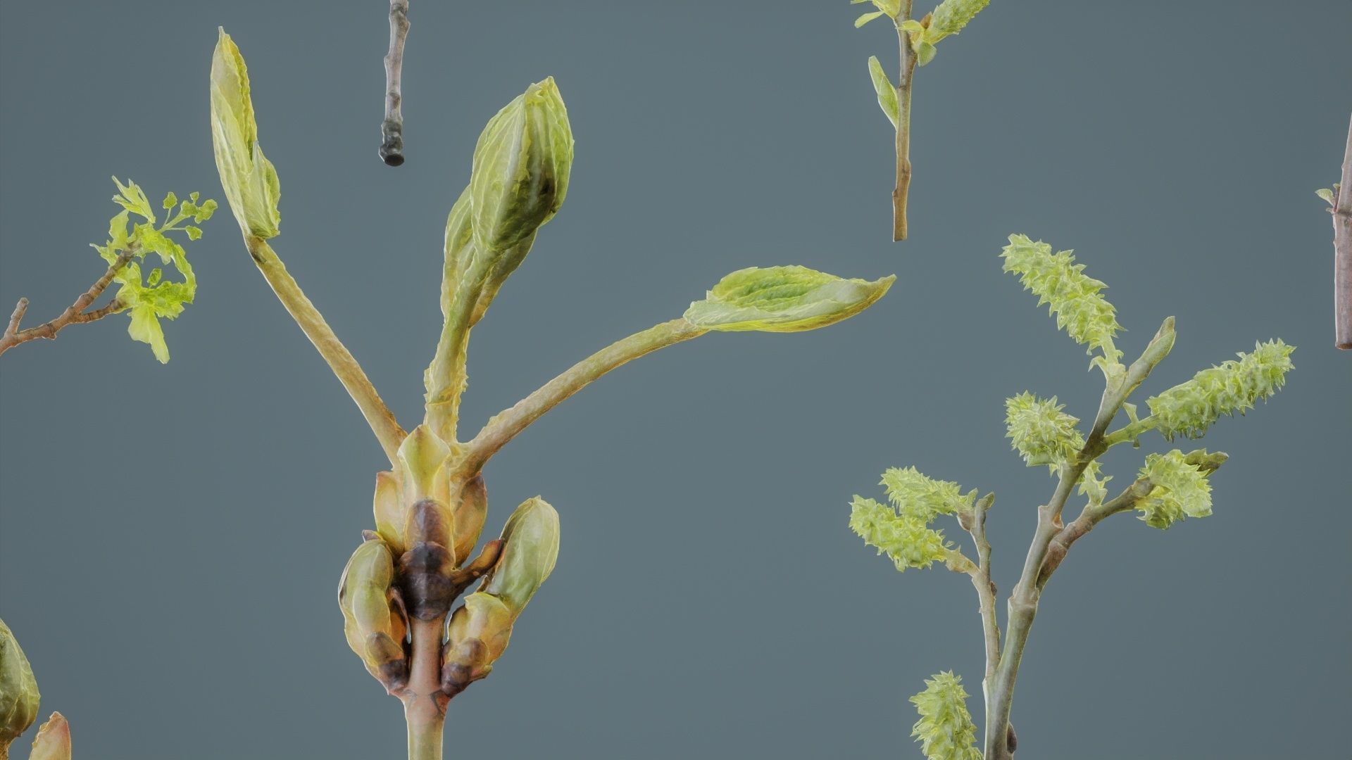 25 Spring Sprouts Low-poly 3D model_2