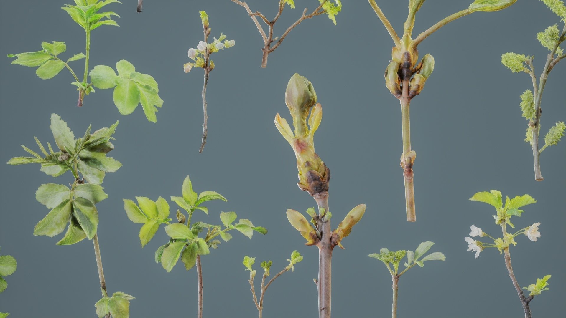 25 Spring Sprouts Low-poly 3D model_3