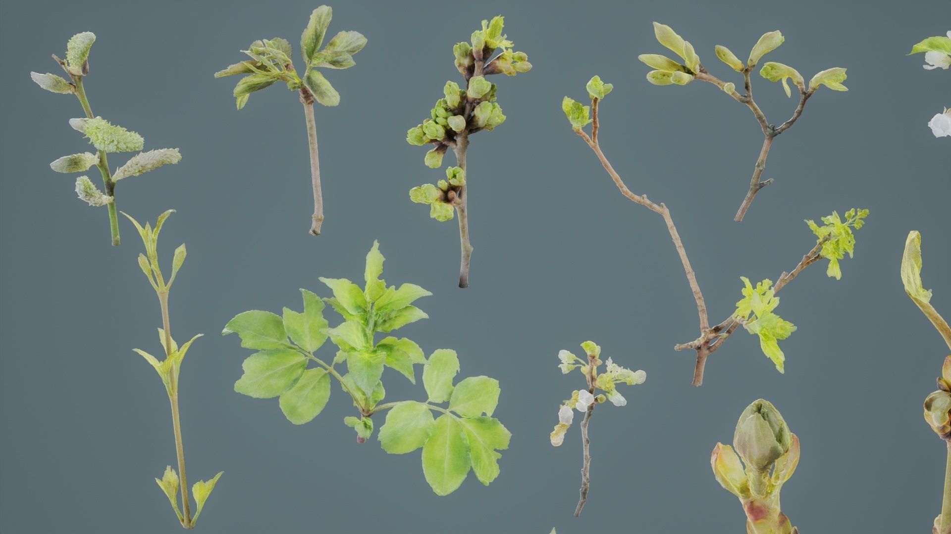 25 Spring Sprouts Low-poly 3D model_5