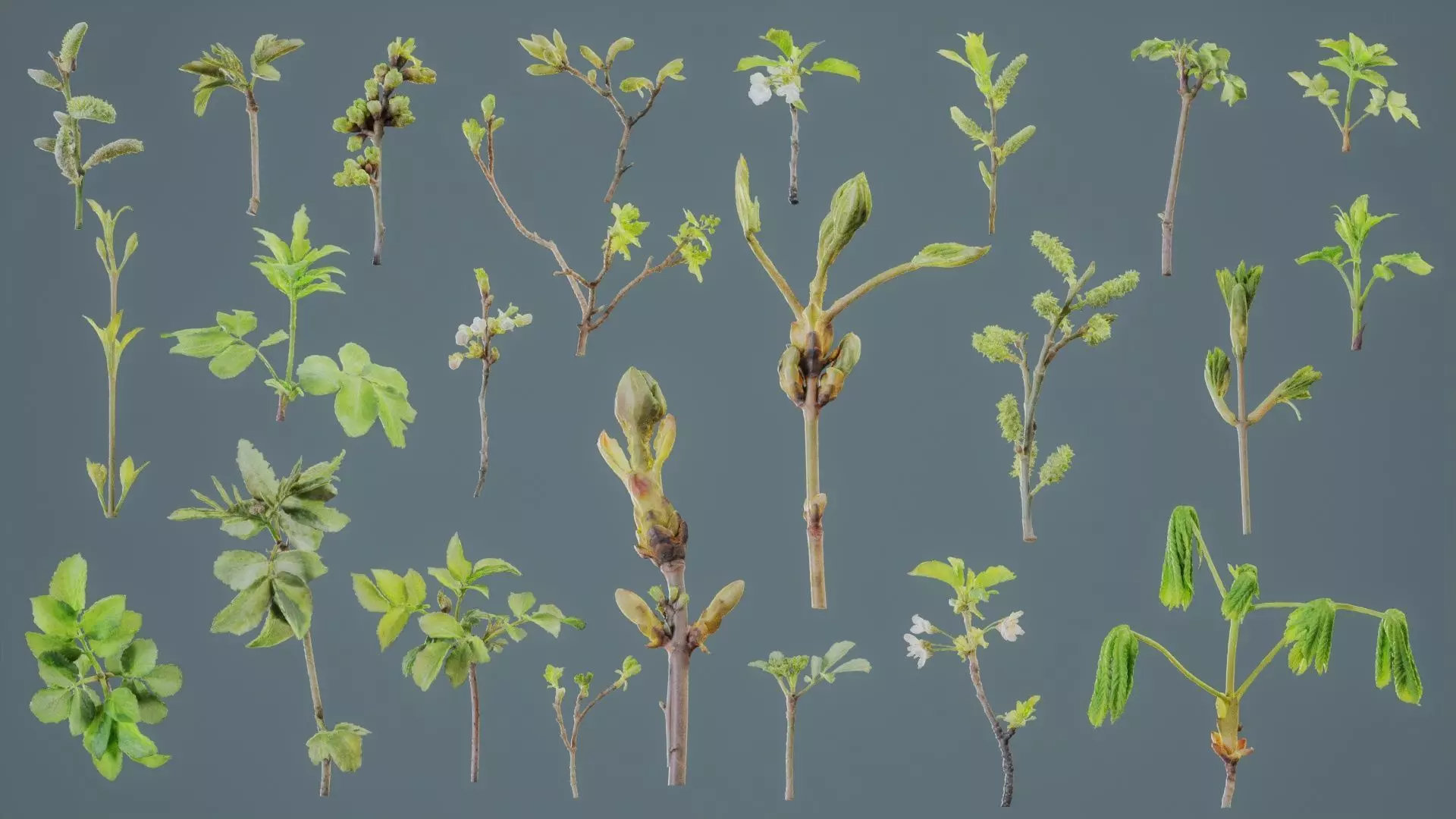 25 Spring Sprouts Low-poly 3D model_0