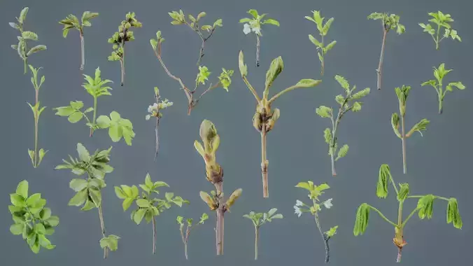 25 Spring Sprouts