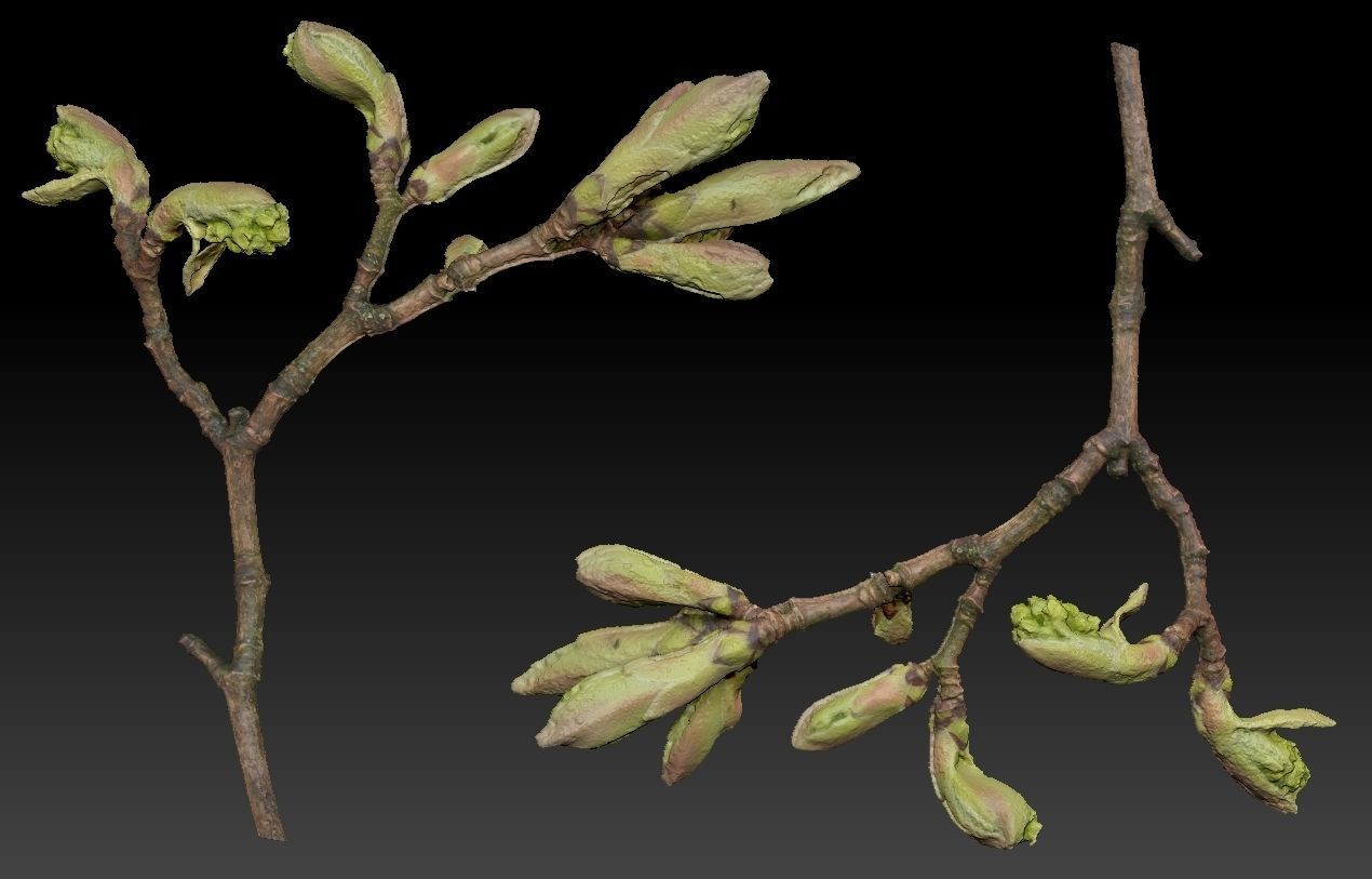 25 Spring Sprouts Low-poly 3D model_8