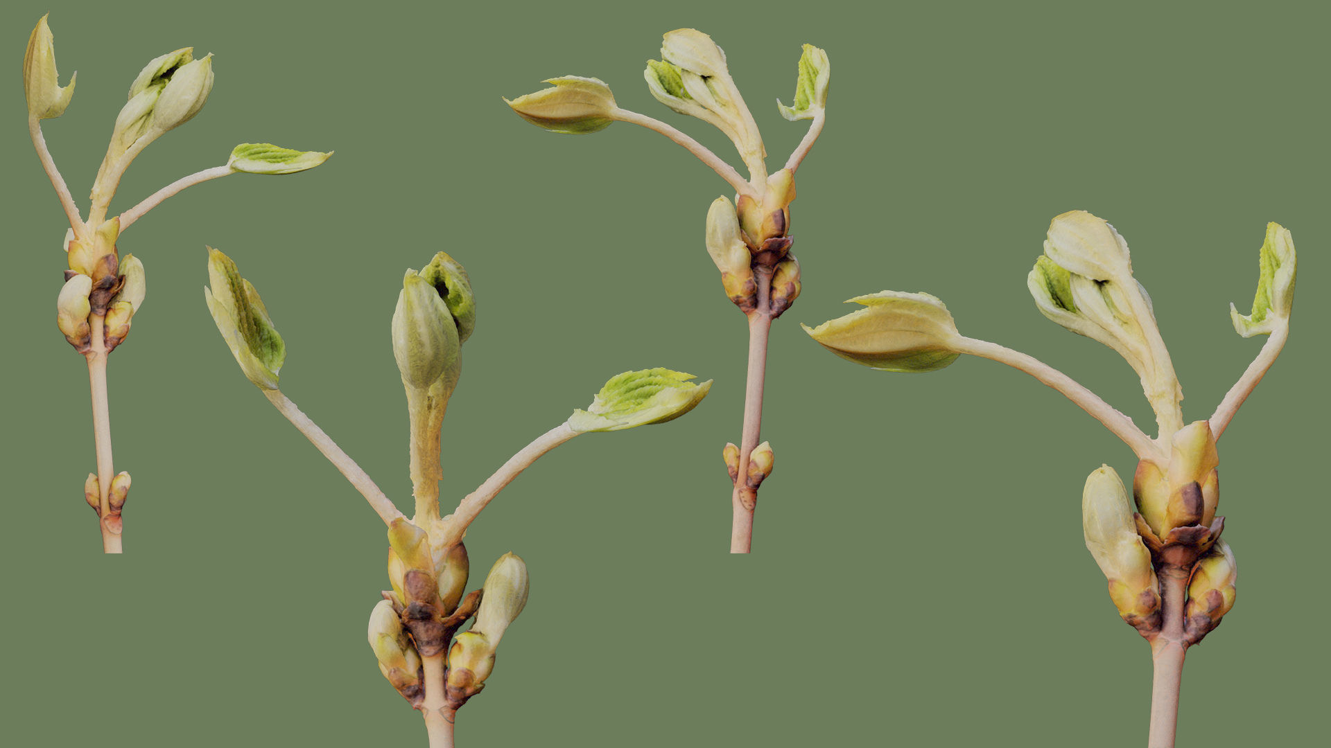 25 Spring Sprouts Low-poly 3D model_1