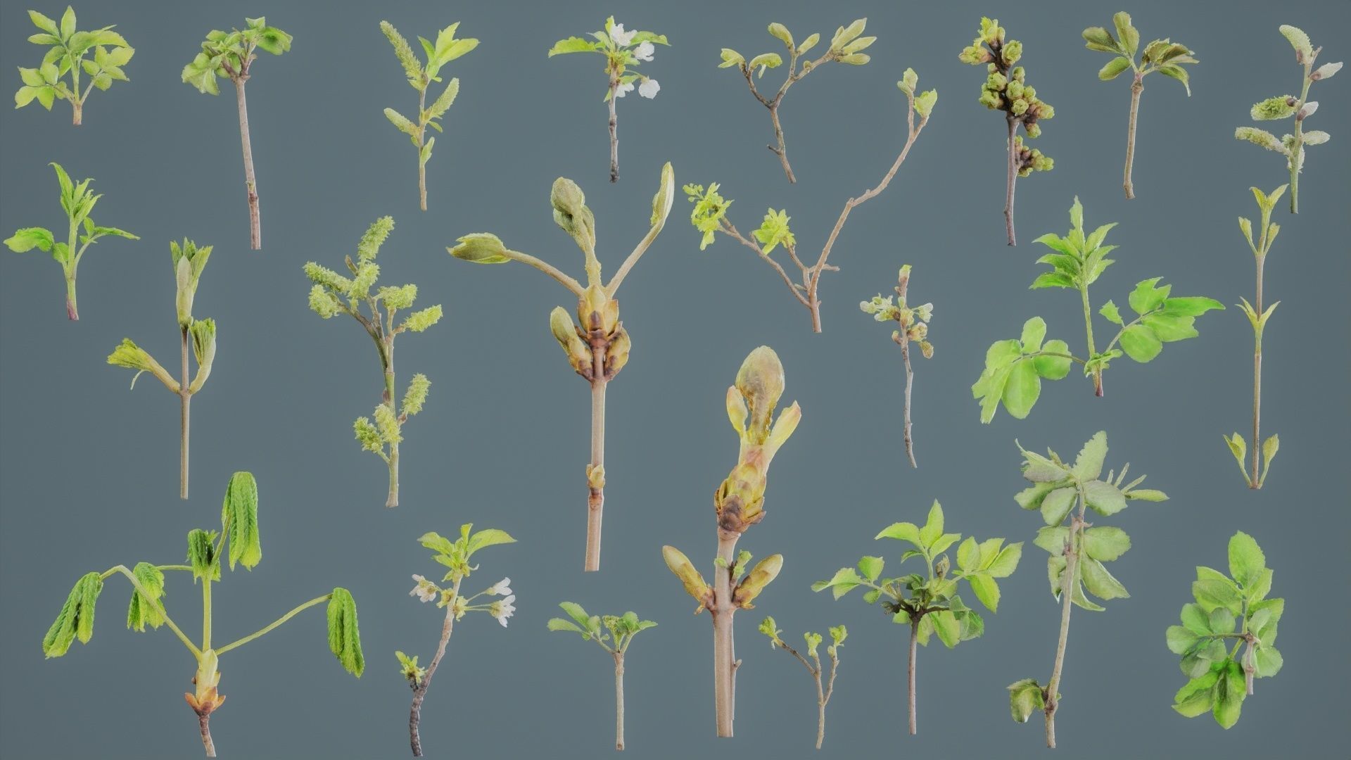 25 Spring Sprouts Low-poly 3D model_9