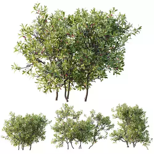 Myrica Morella Pennsylvania Bayberry Candleberry Northern Fruit 3D model