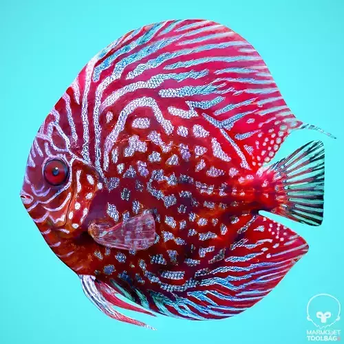Fish Discus