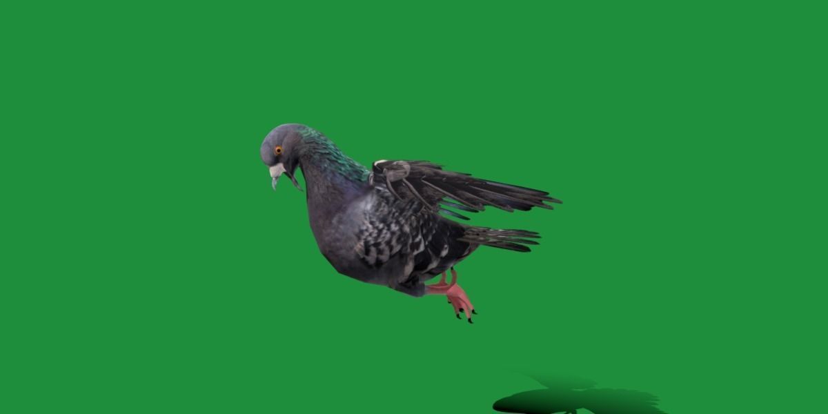 Pigeon Bird Breed 3D model_8
