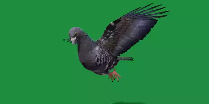 Pigeon Bird Breed