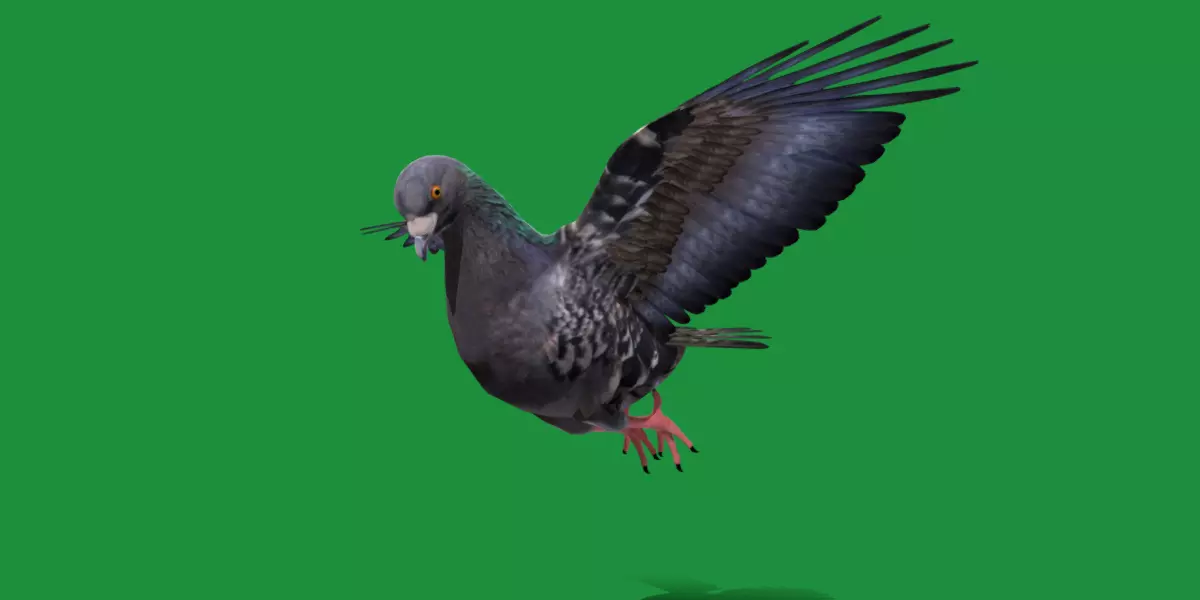 Pigeon Bird Breed 3D model_0