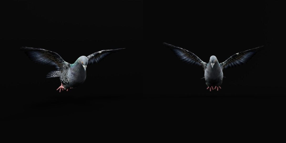 Pigeon Bird Breed 3D model_7