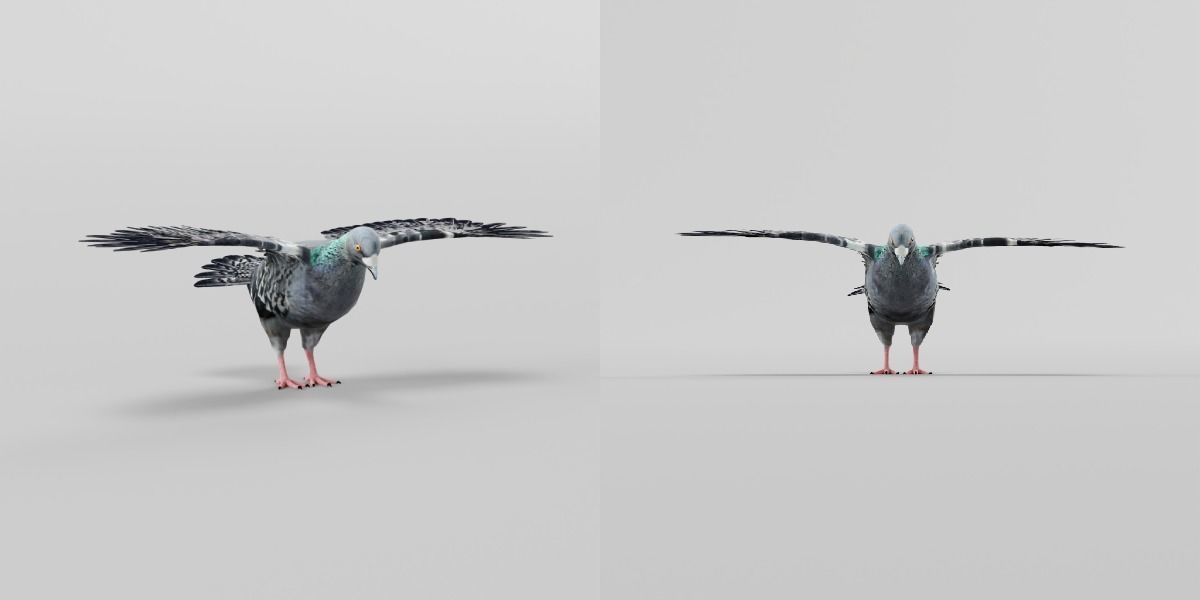 Pigeon Bird Breed 3D model_4