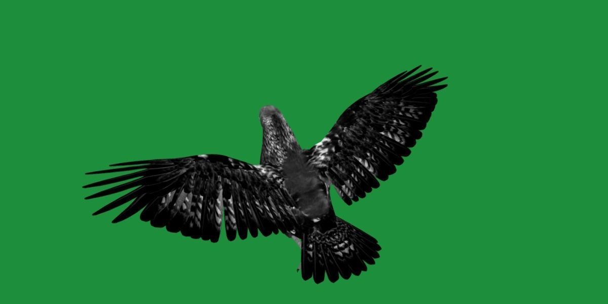 Pigeon Bird Breed 3D model_9