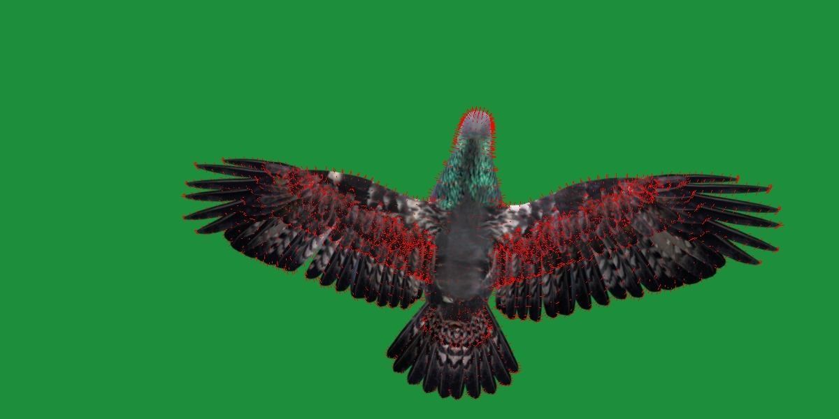 Pigeon Bird Breed 3D model_15