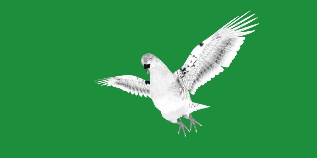 Pigeon Bird Breed 3D model_27