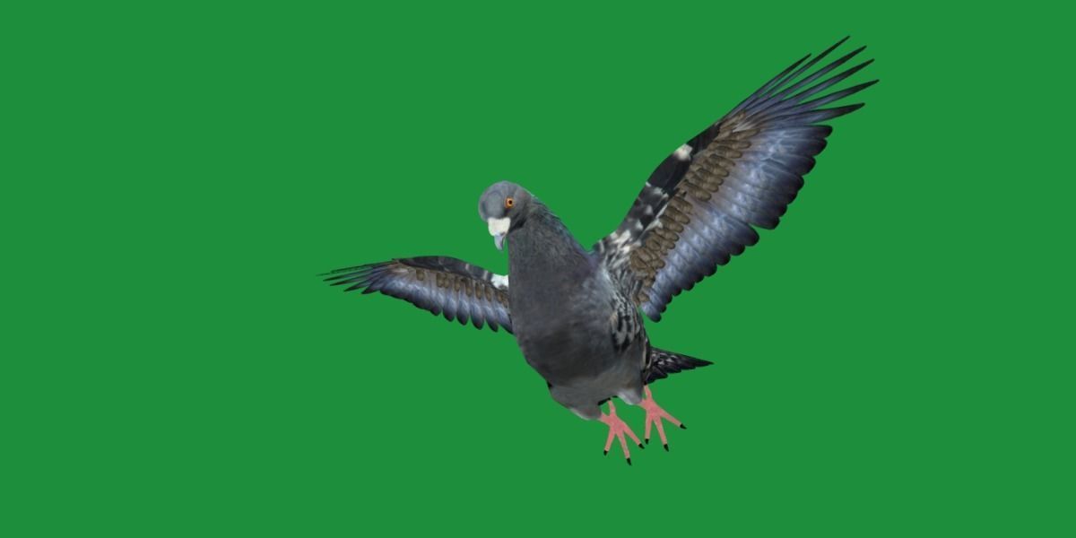 Pigeon Bird Breed 3D model_25