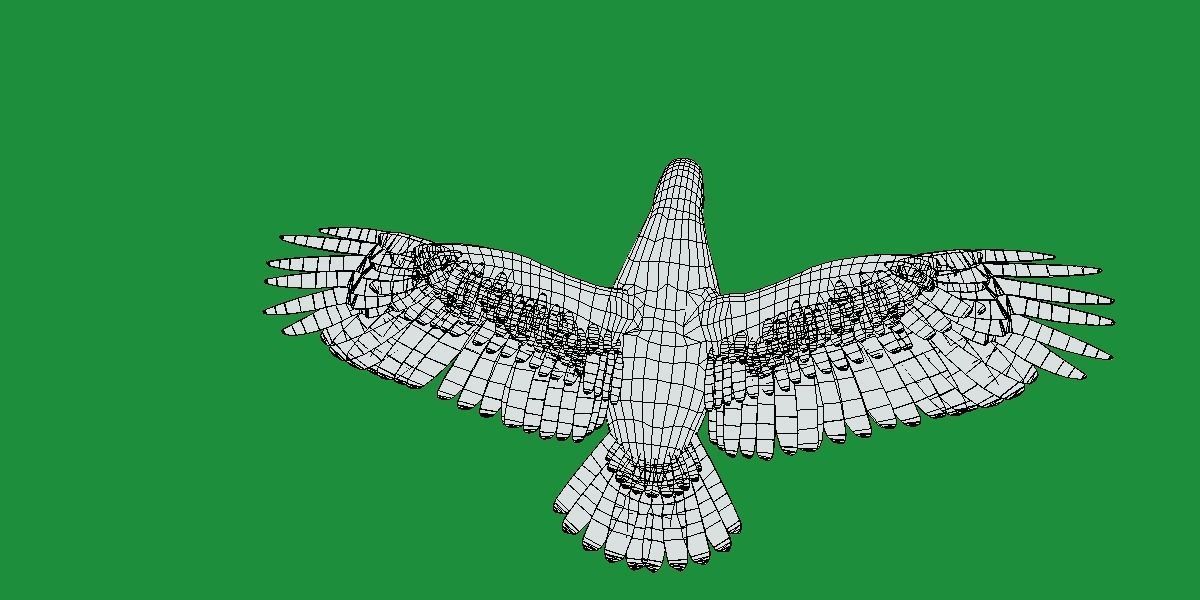 Pigeon Bird Breed 3D model_14