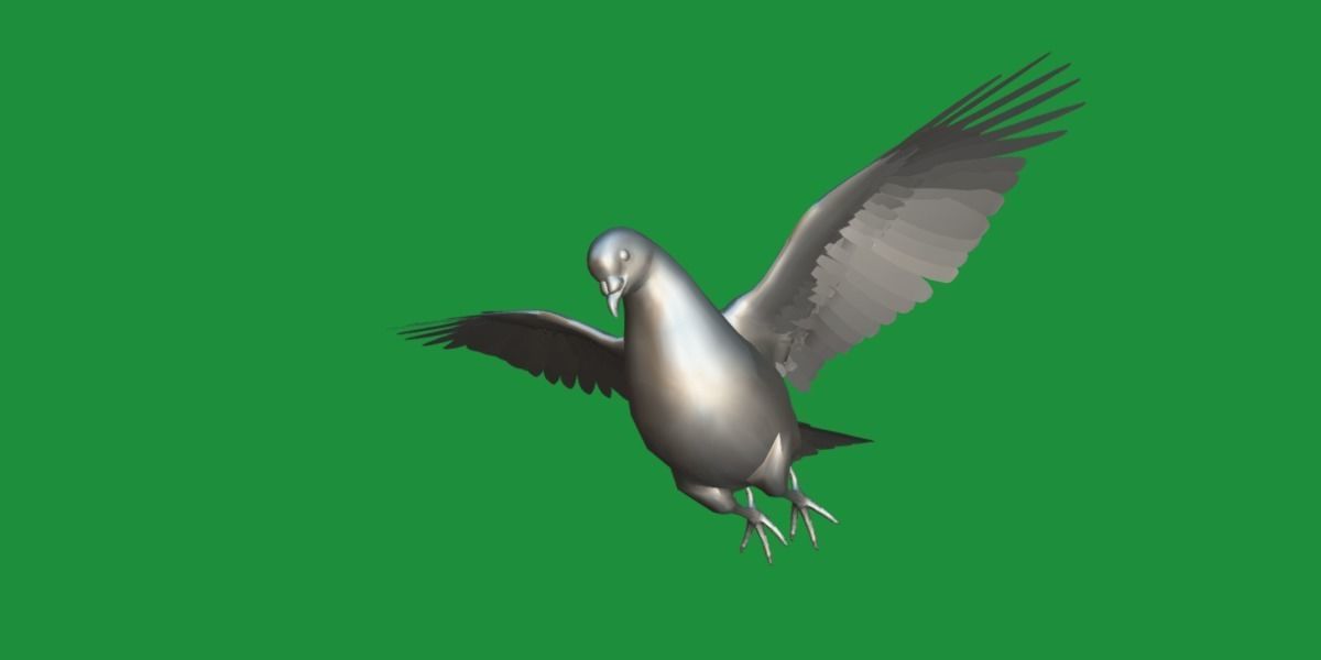 Pigeon Bird Breed 3D model_11