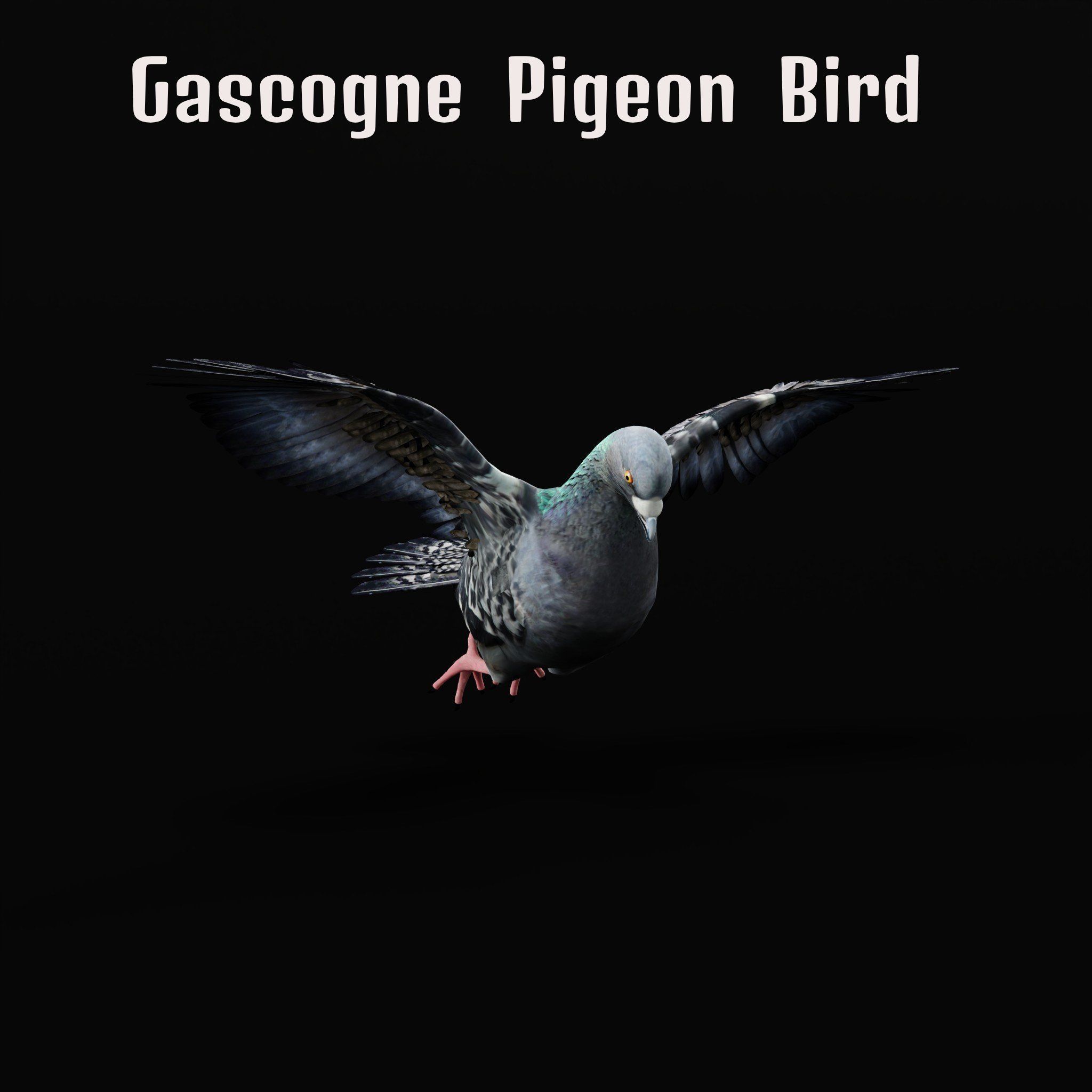 Pigeon Bird Breed 3D model_32