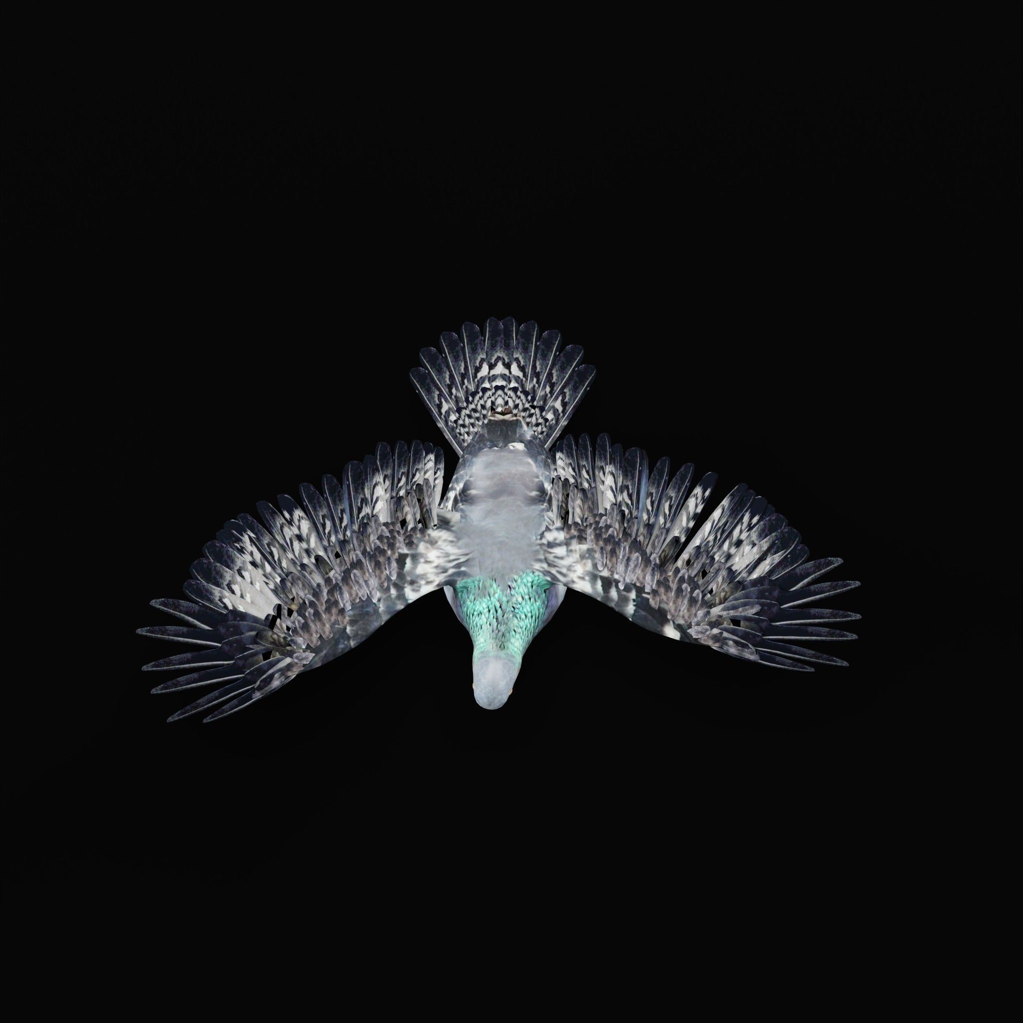 Pigeon Bird Breed 3D model_35