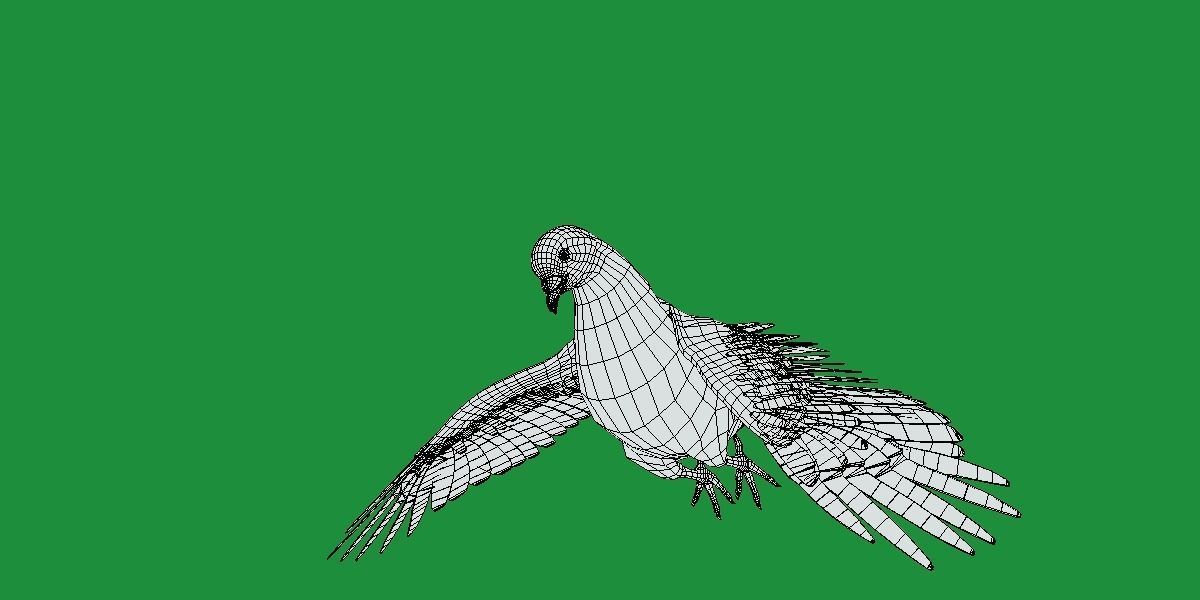 Pigeon Bird Breed 3D model_13