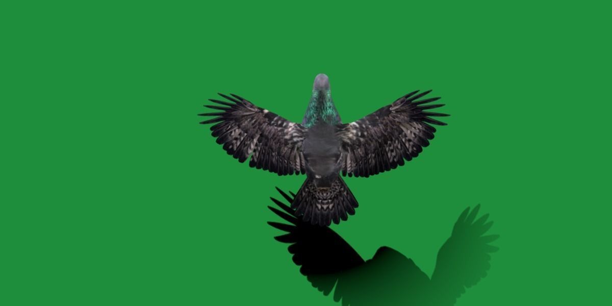 Pigeon Bird Breed 3D model_21