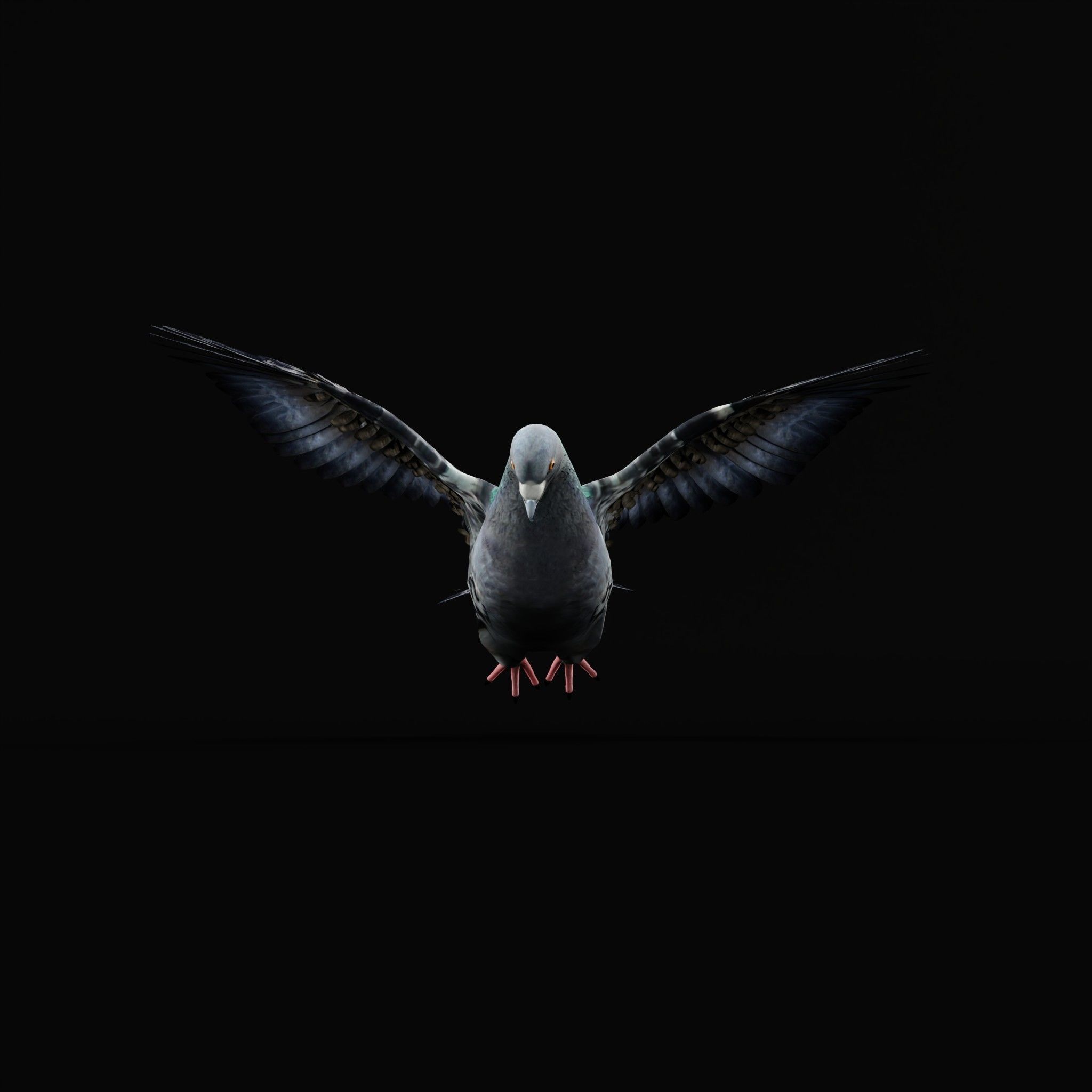 Pigeon Bird Breed 3D model_33