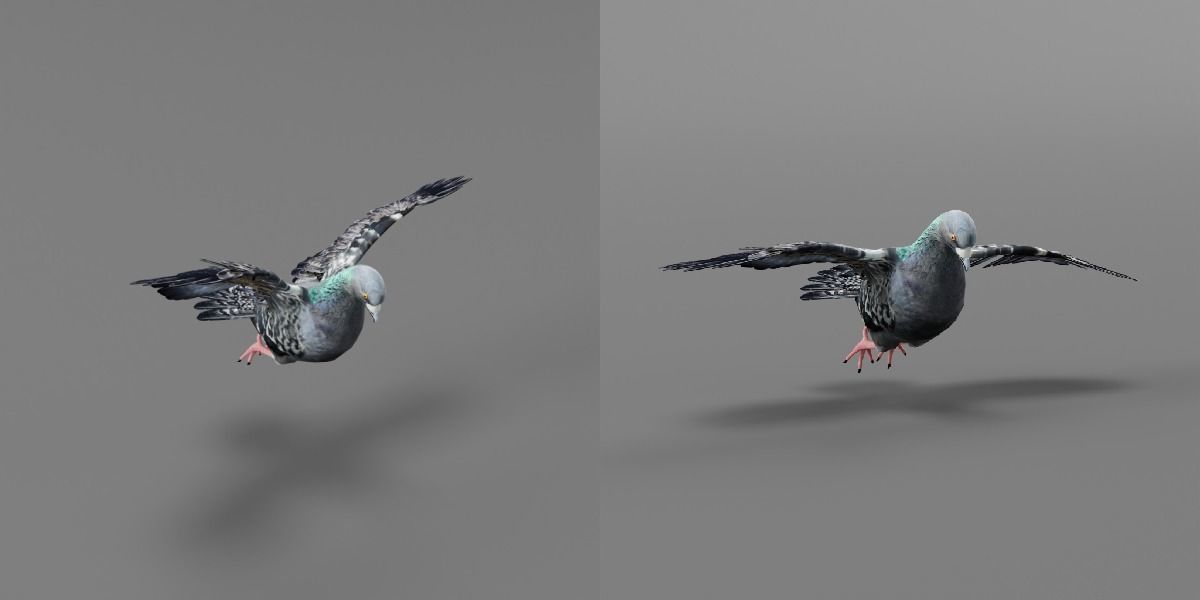 Pigeon Bird Breed 3D model_6