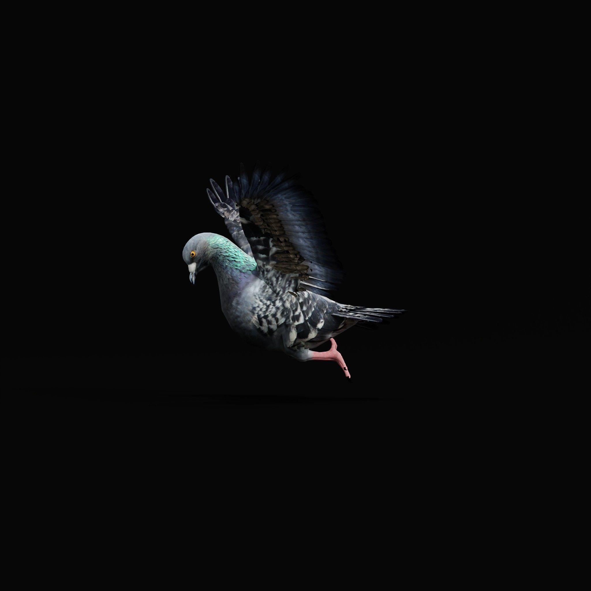 Pigeon Bird Breed 3D model_34