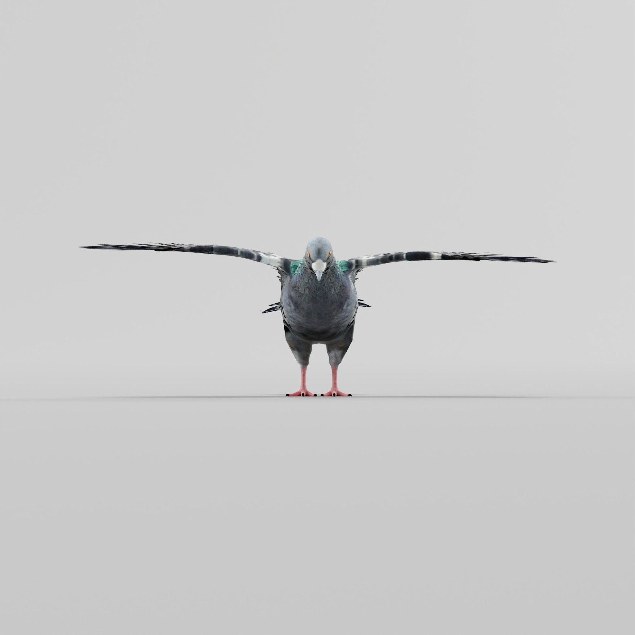 Pigeon Bird Breed 3D model_28