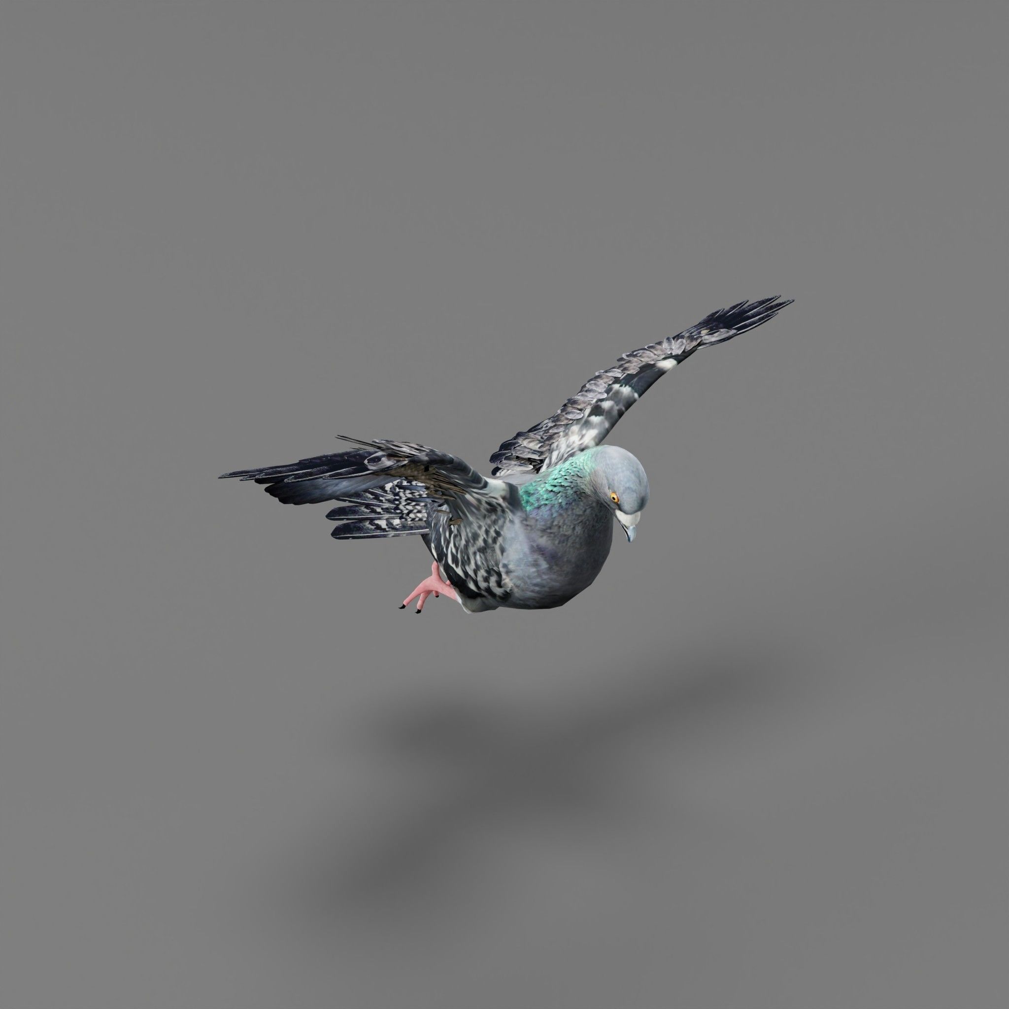 Pigeon Bird Breed 3D model_36