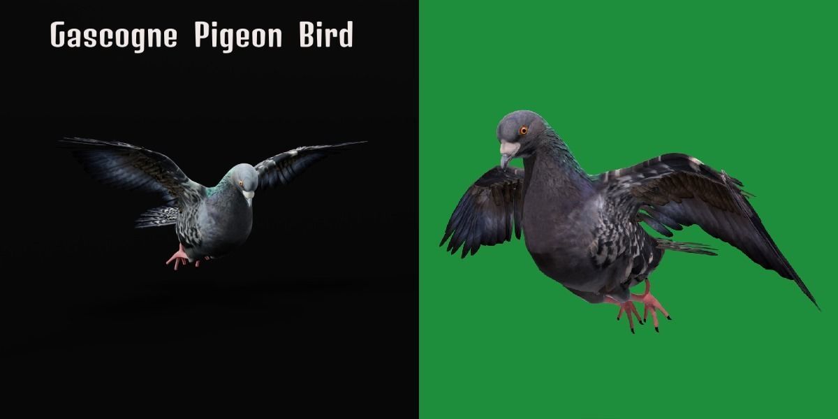 Pigeon Bird Breed 3D model_2