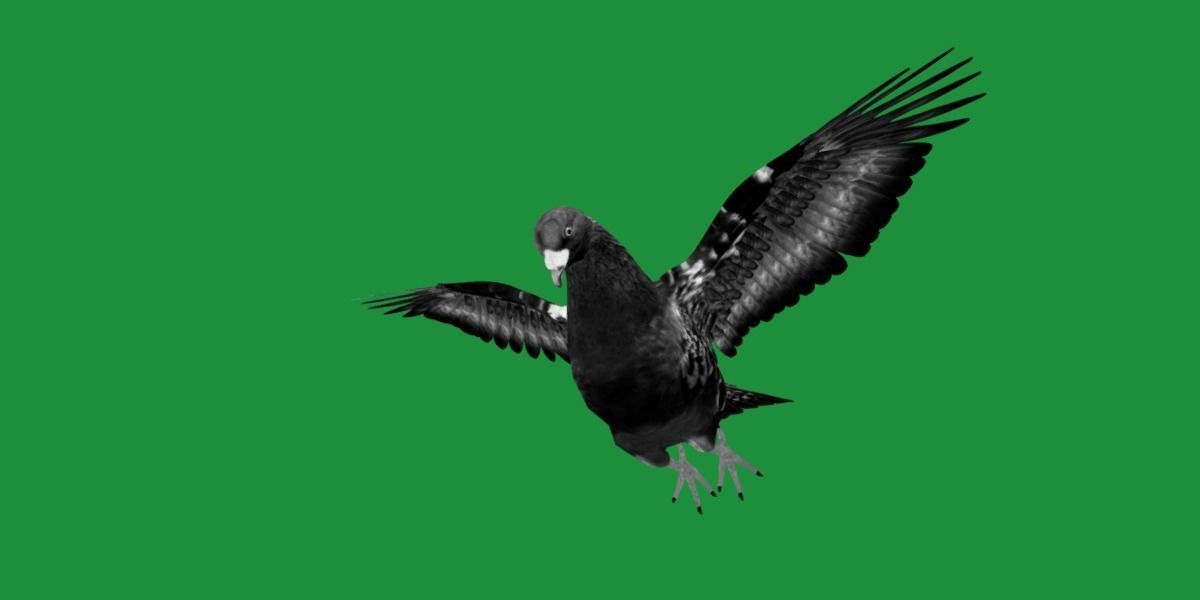 Pigeon Bird Breed 3D model_10