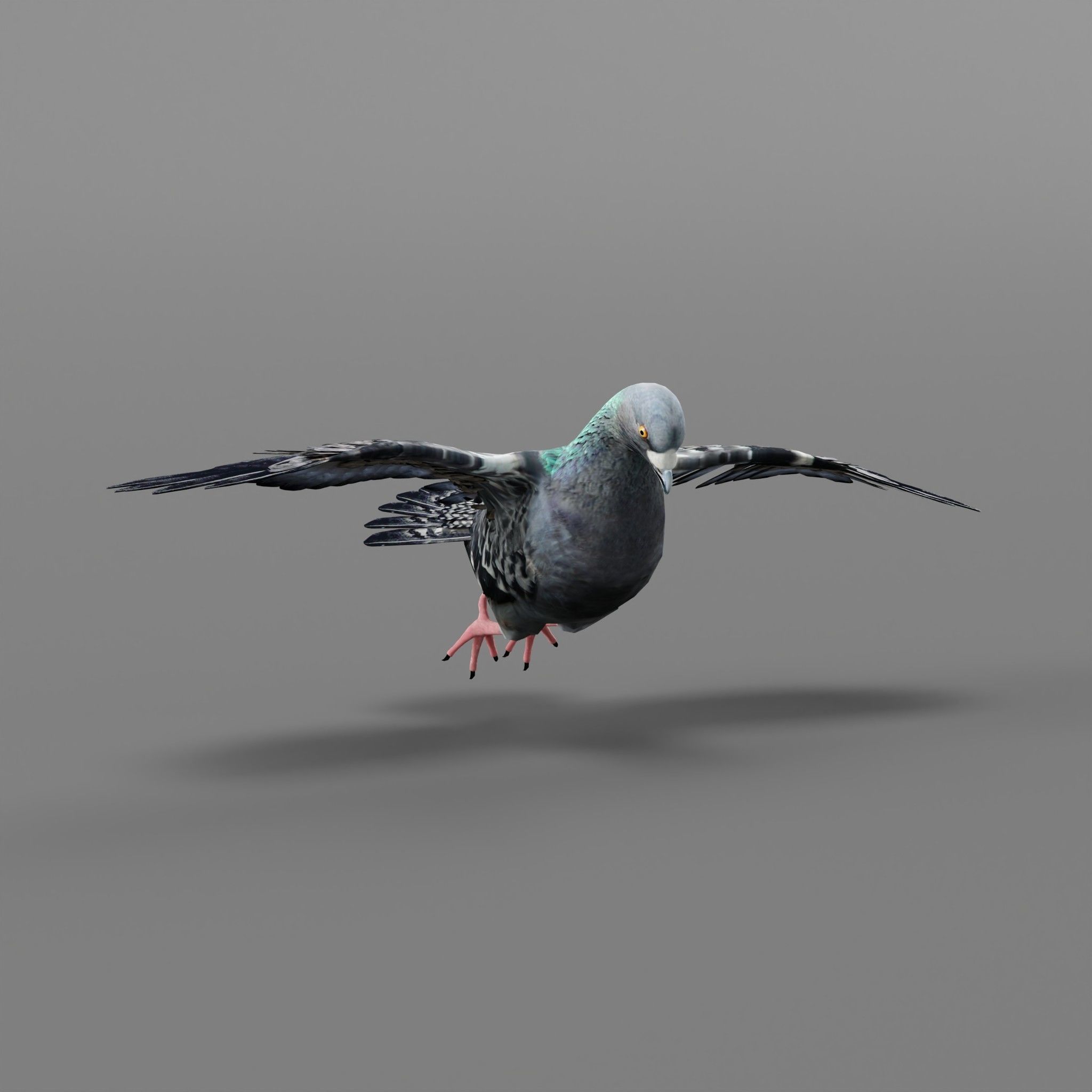 Pigeon Bird Breed 3D model_37