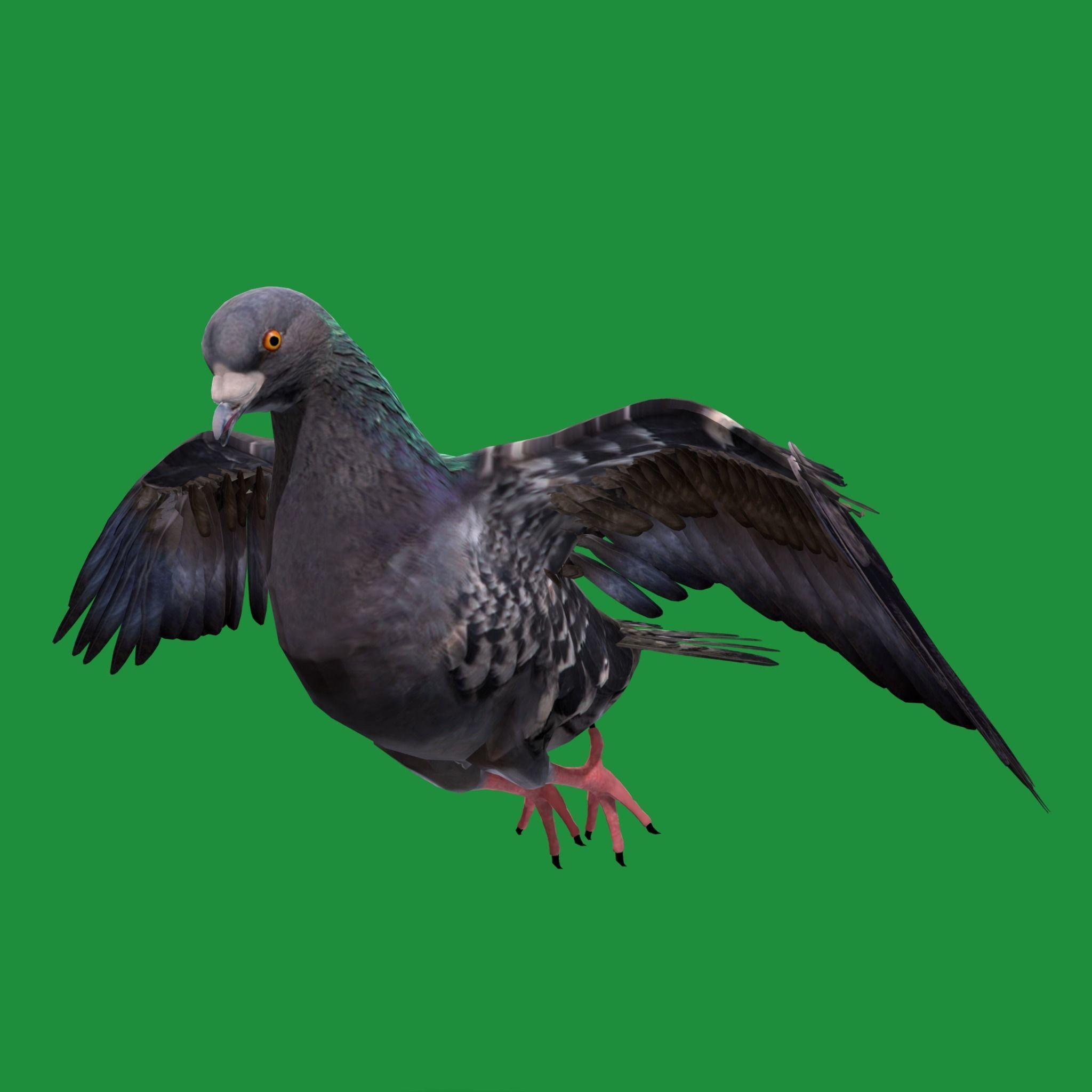 Pigeon Bird Breed 3D model_18