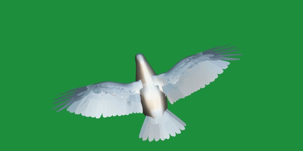Pigeon Bird Breed 3D model_12
