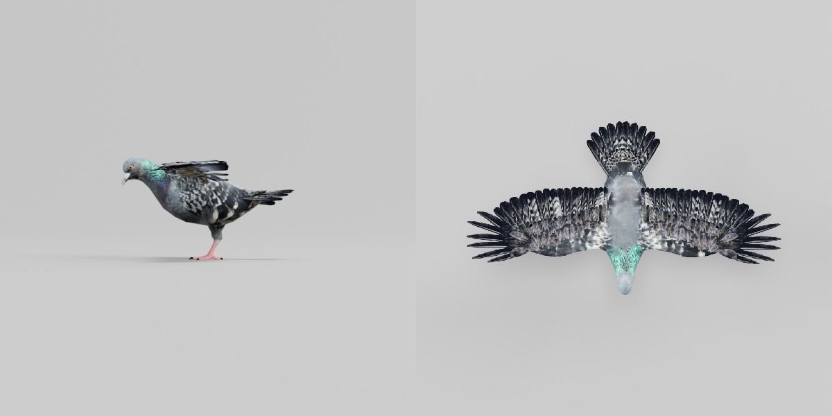 Pigeon Bird Breed 3D model_5