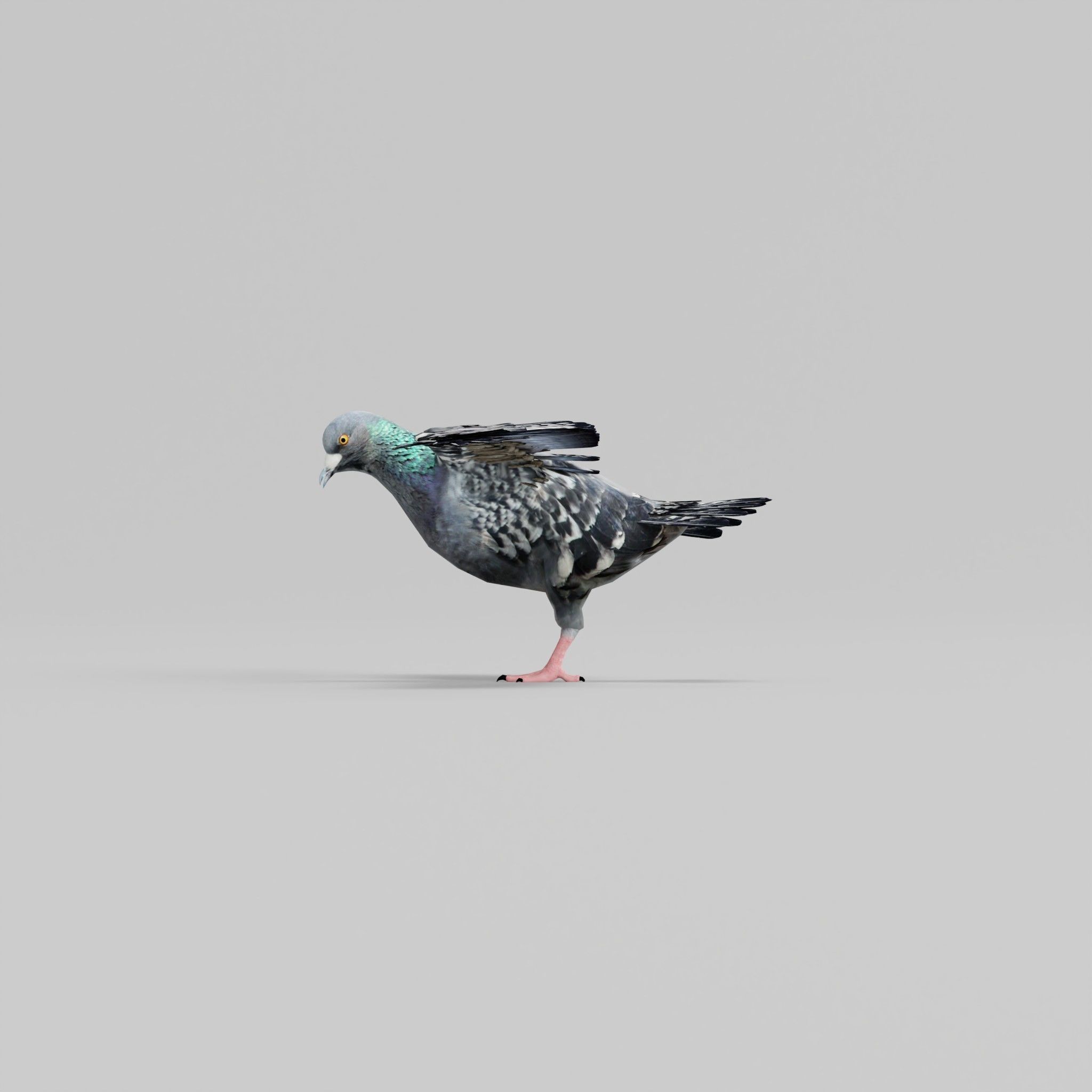 Pigeon Bird Breed 3D model_30