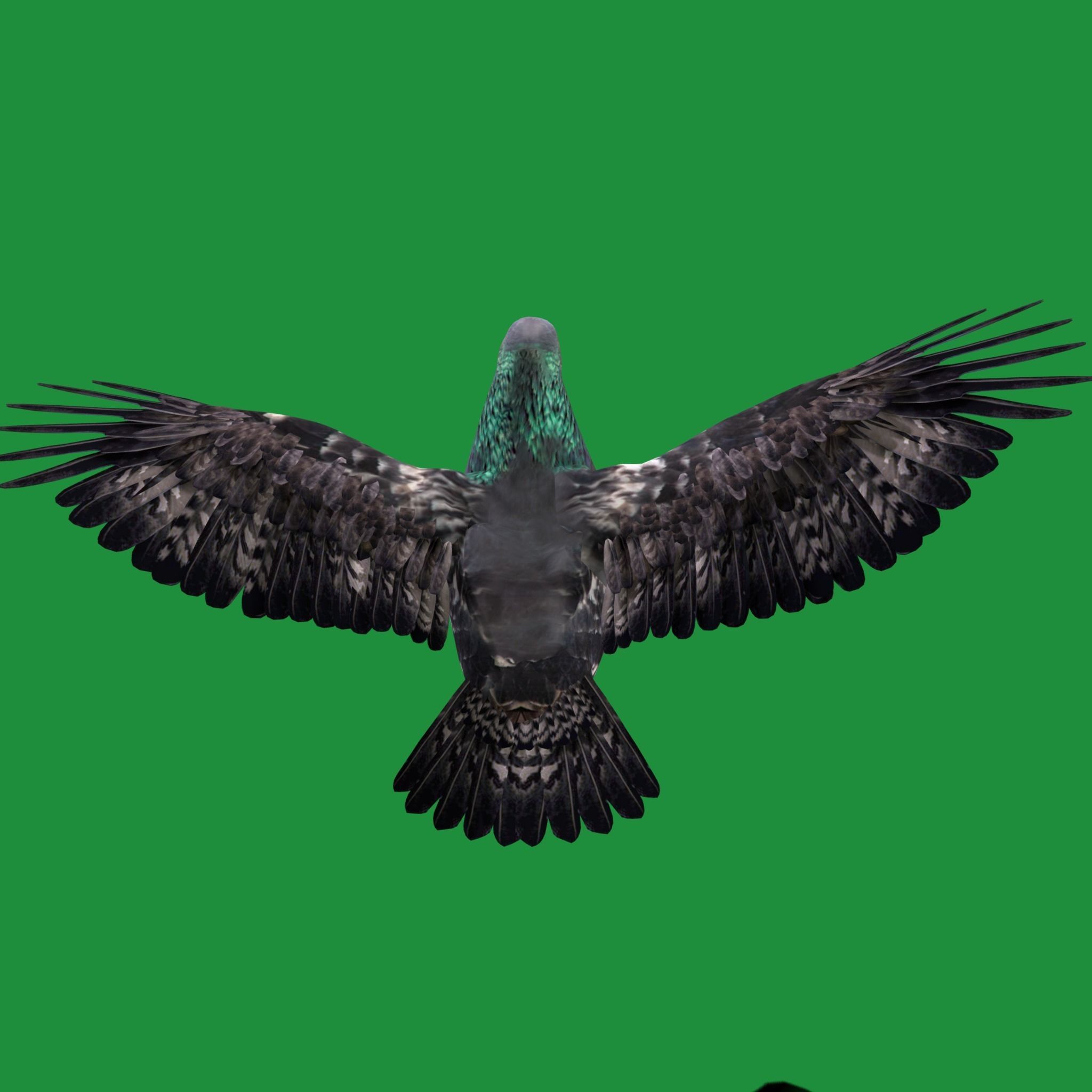 Pigeon Bird Breed 3D model_20