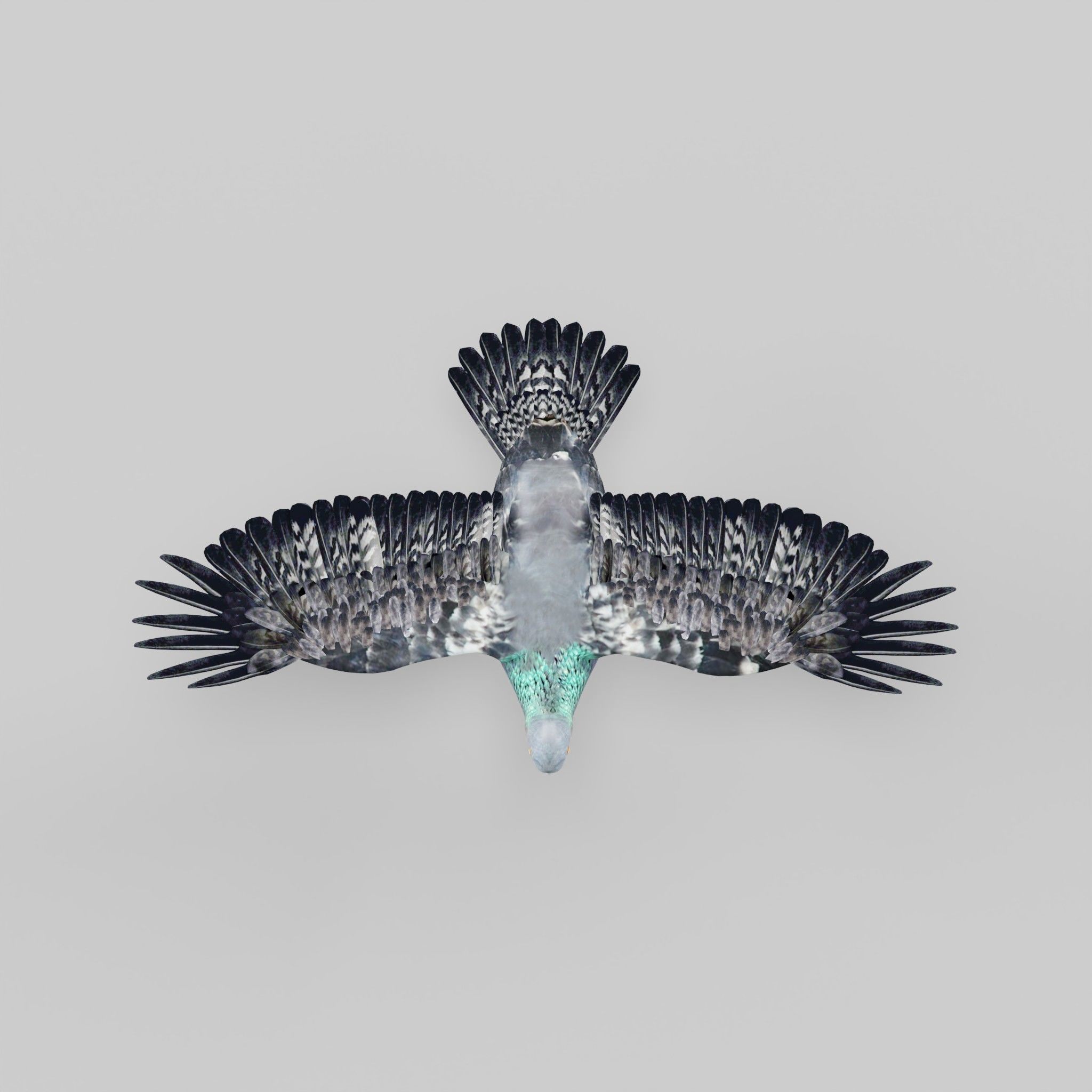 Pigeon Bird Breed 3D model_31