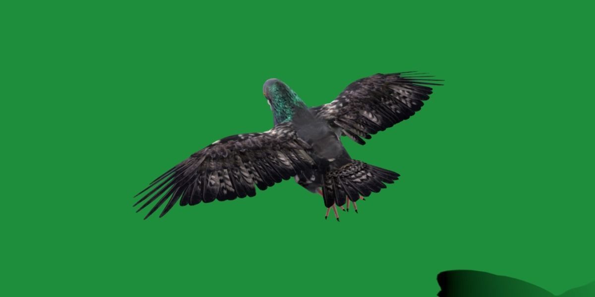 Pigeon Bird Breed 3D model_19