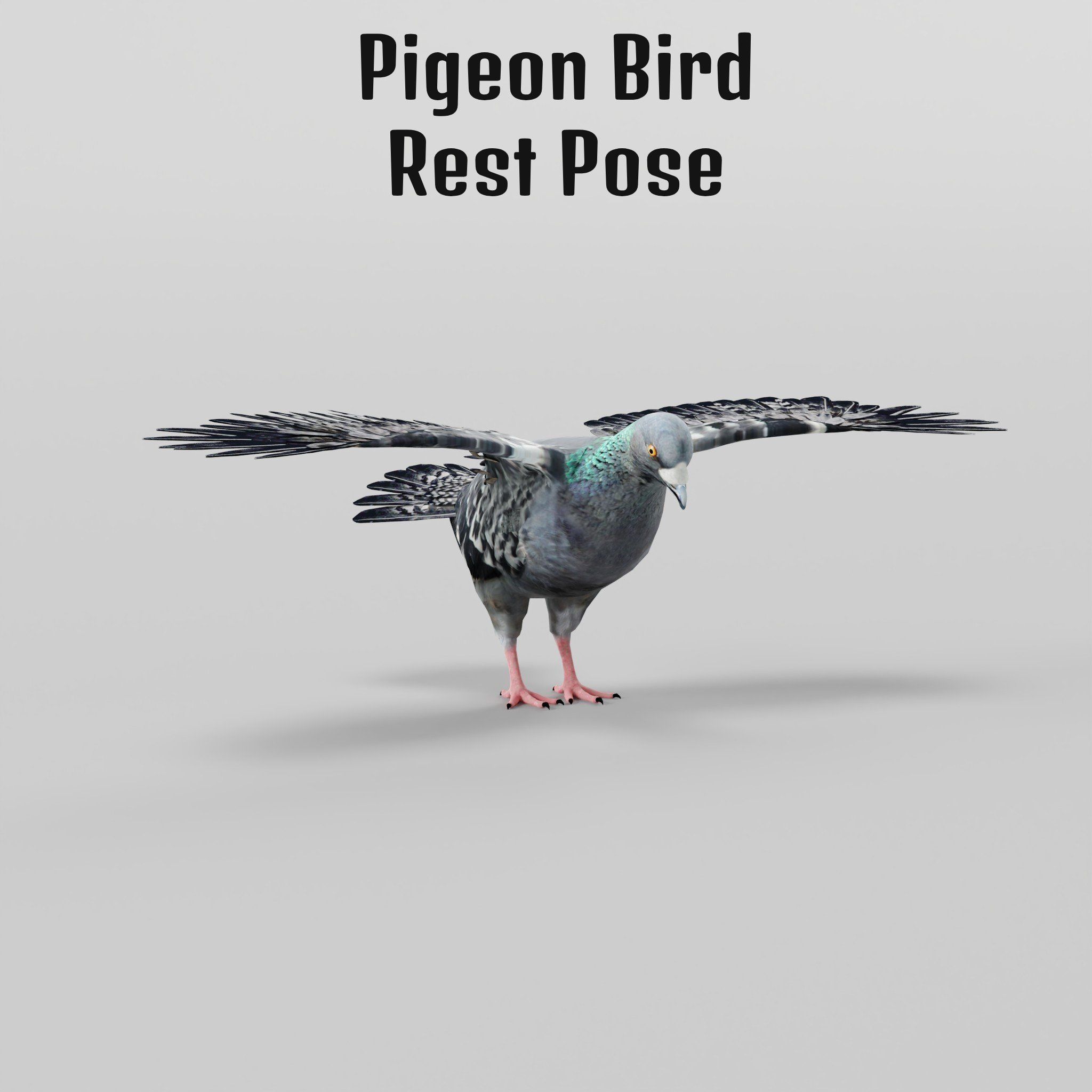 Pigeon Bird Breed 3D model_29