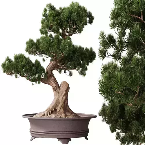 Indoor Plant 21 - Bonsai