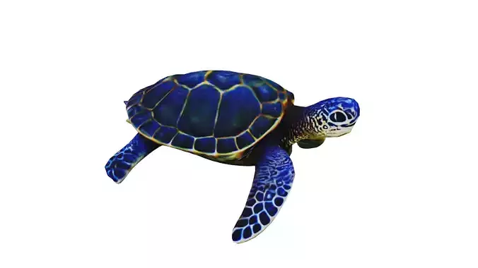 Sea Turtle low poly