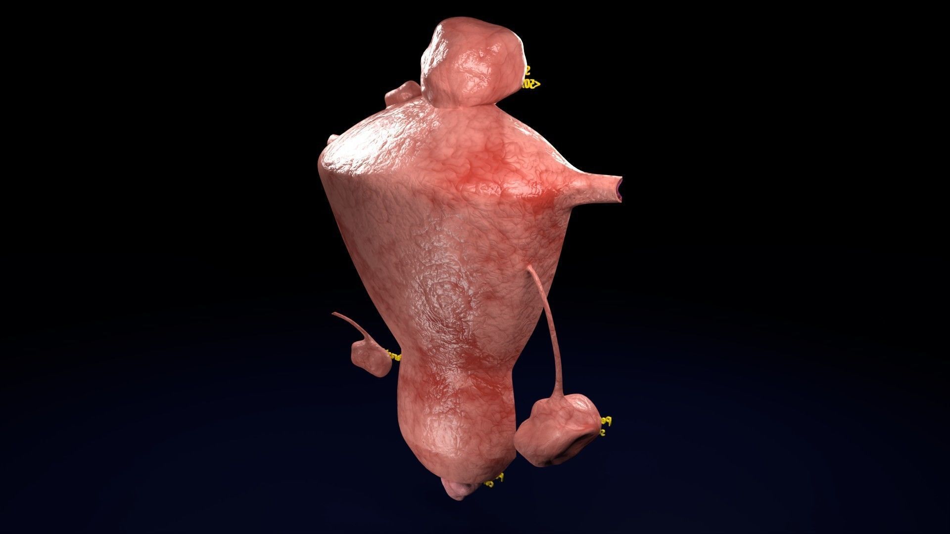 Fibroid Uterus Human female 3D Low-poly 3D model_21