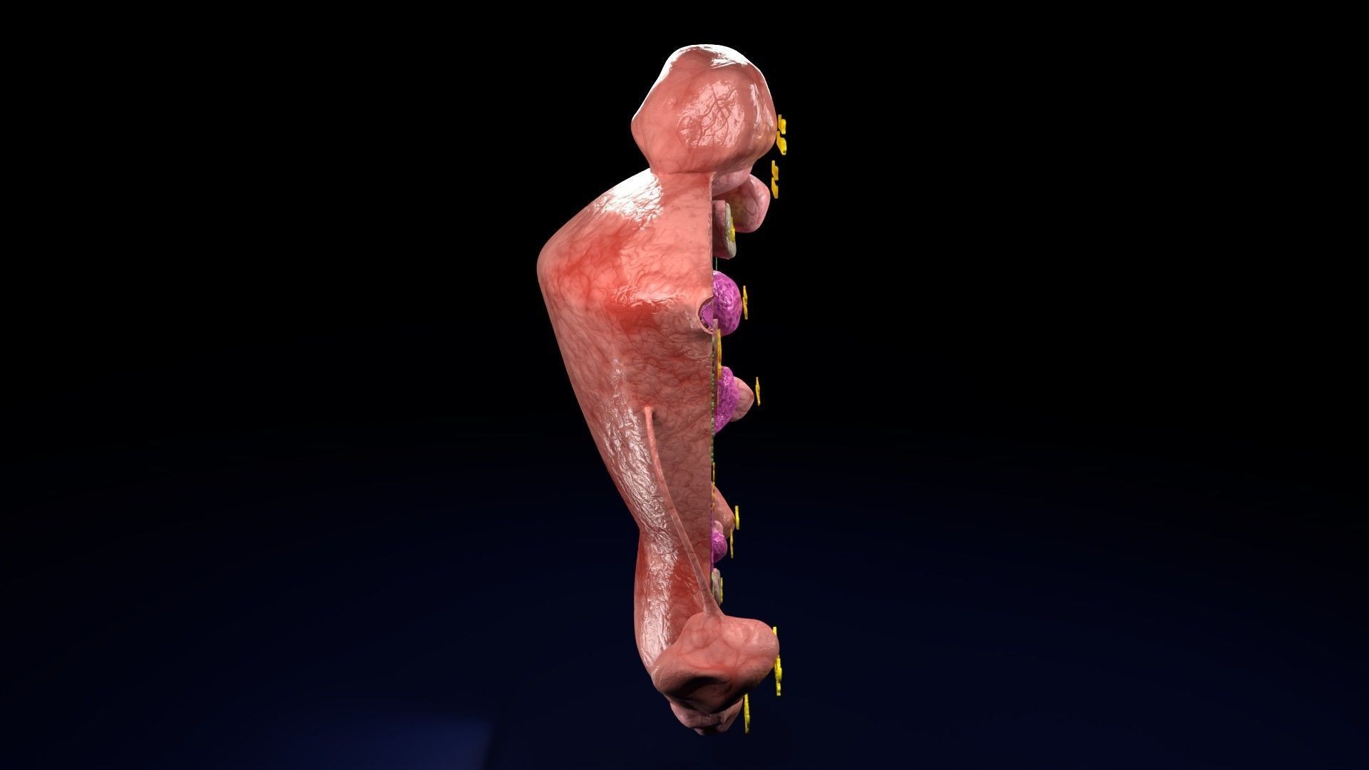 Fibroid Uterus Human female 3D Low-poly 3D model_22