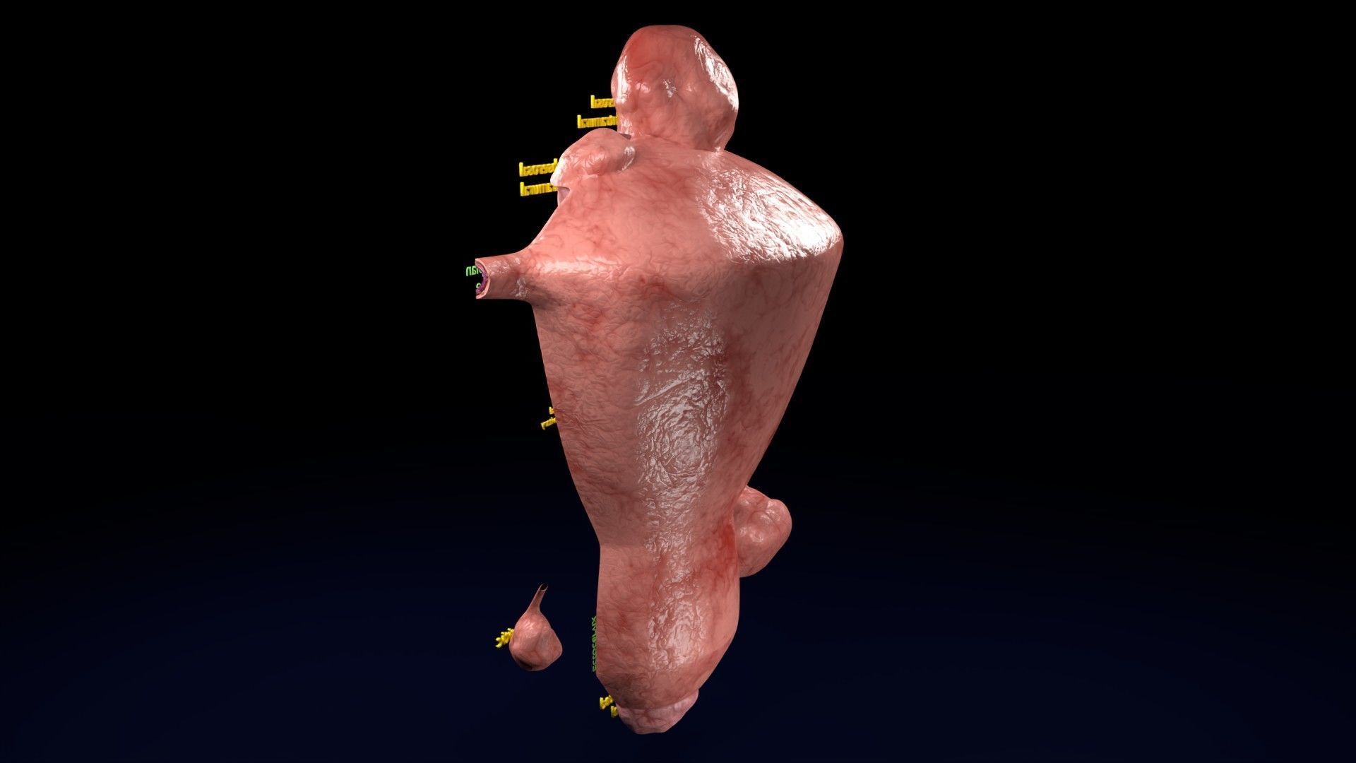 Fibroid Uterus Human female 3D Low-poly 3D model_19